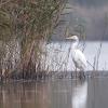 aigrette DX5_7812