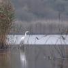 aigrette DX5_7818