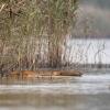 renard amphibie DX5_7829