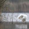 aigrette DX5_7841