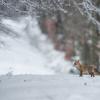 renard DX5_7941