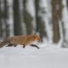renard DX5_7951