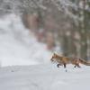 renard DX5_7960-2