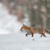 renard DX5_7960-3