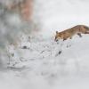 renard DX5_7964