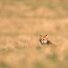 renard roux DX5_8090
