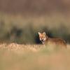 renard roux DX5_8111