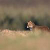renard roux DX5_8112