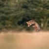 renard roux DX5_8119
