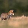 renard roux DX5_8139