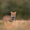 renard roux DX5_8146