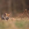 renard roux DX5_8148
