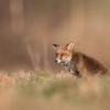 renard roux DX5_8158