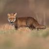 renard roux DX5_8165