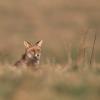 renard roux DX5_8175