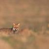 renard roux DX5_8186