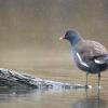 poule d'eau DX5_8454