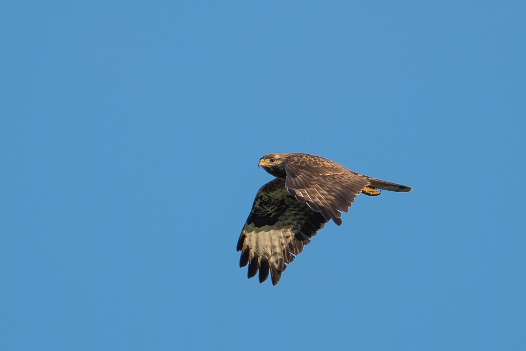 buse variable DX5_8513