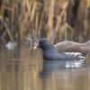poule d'eau DX5_8520