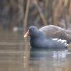 poule d'eau DX5_8529