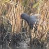 poule d'eau DX5_8539