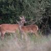 biche  et faon DX5_8590