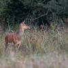 biche DX5_8593