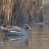 poule d'eau DX5_8657