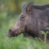 sanglier DX5_8954