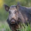sanglier DX5_8960