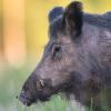 sanglier DX5_8992