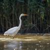 aigrette  DX5_9102