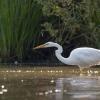 aigrette  DX5_9123