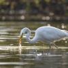 aigrette  DX5_9163