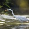 aigrette DX5_9175