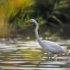 aigrette  DX5_9186