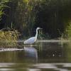 aigrette  DX5_9243