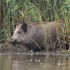 sanglier DX5_9540