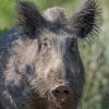 sanglier DX5_9547