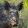 sanglier DX5_9564