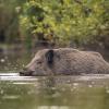 sanglier DX5_9565