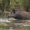 sanglier DX5_9576