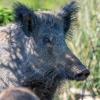 sanglier DX5_9584