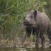 sanglier DX5_9586