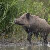 sanglier DX5_9587
