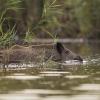 sanglier DX5_9598