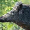 sanglier DX5_9598