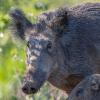 sanglier DX5_9601