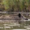 sanglier DX5_9603