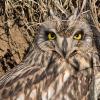 Hibou des marais DX5_9603